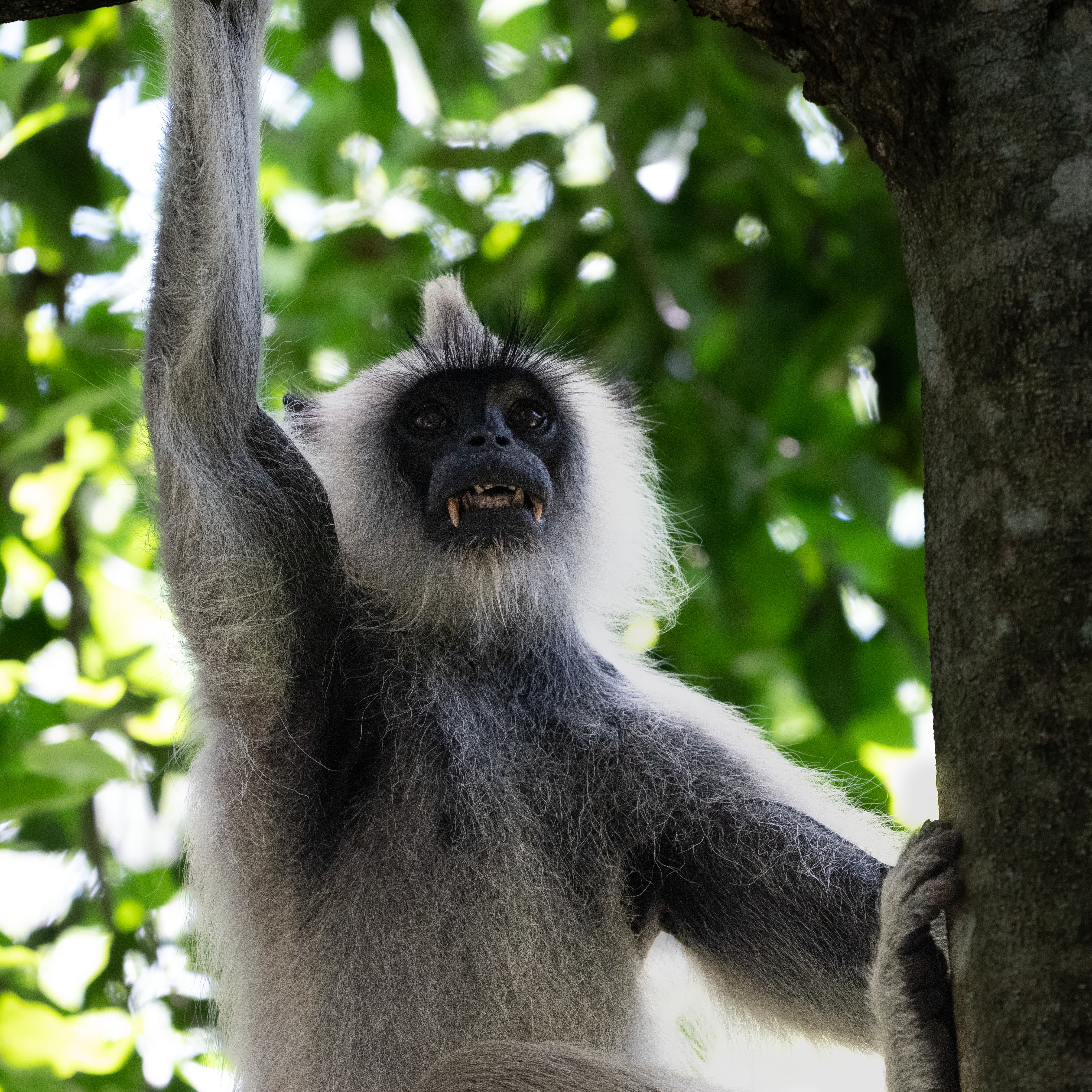 Grey Langur 