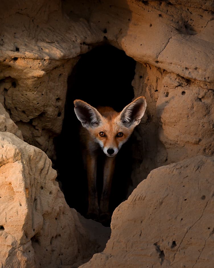 Arabian Red Fox
