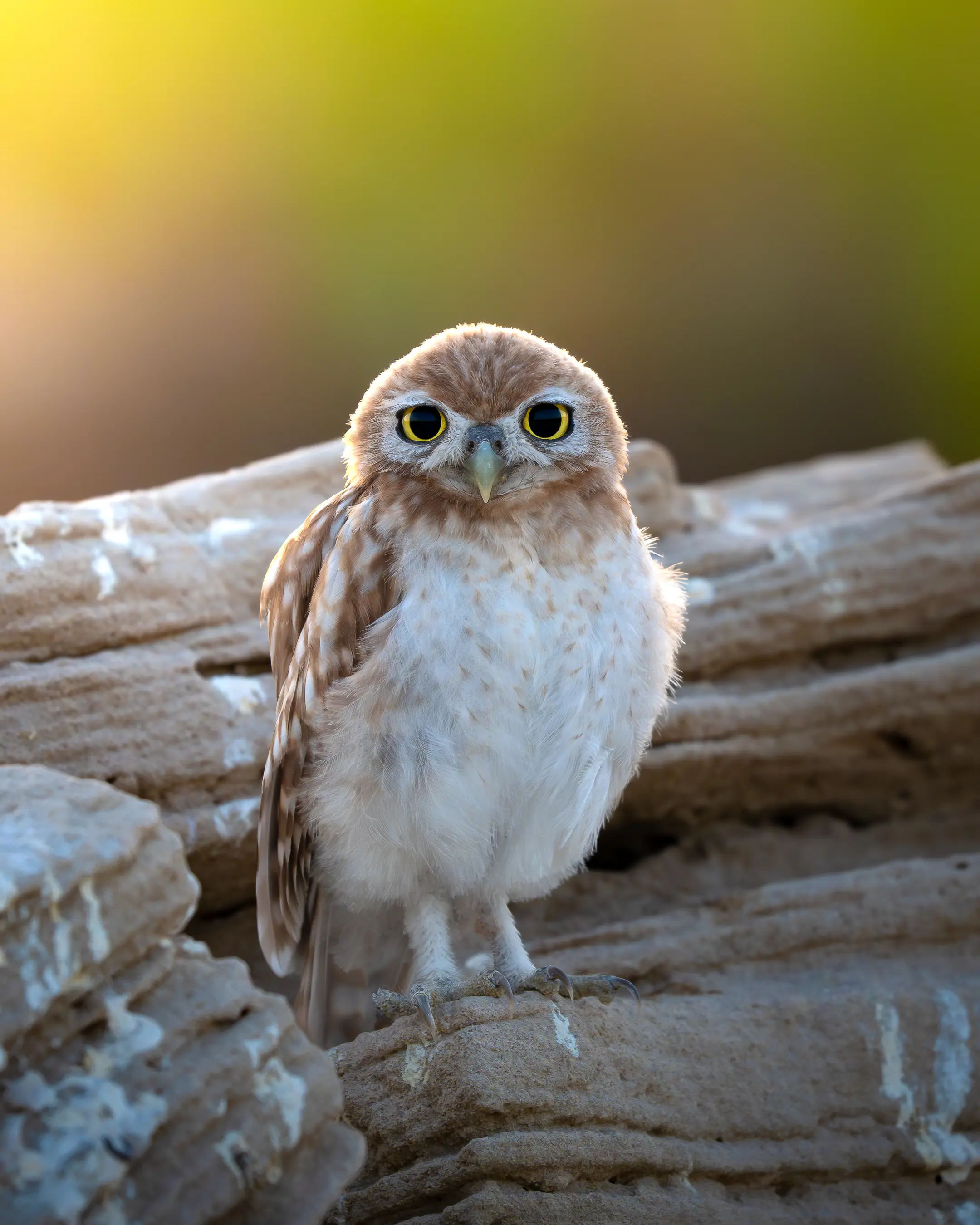 Little owl