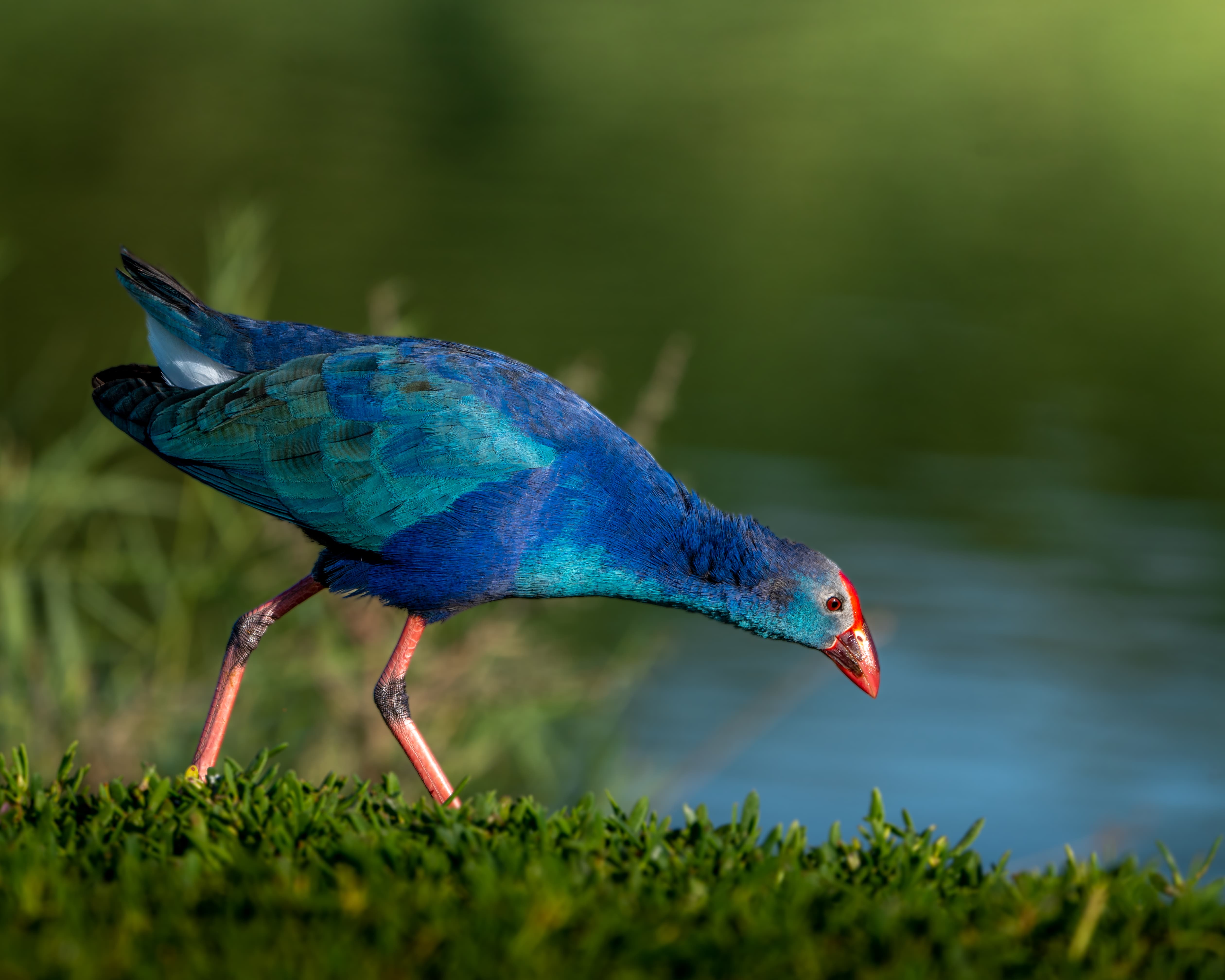 Grey-Headed Swamphen