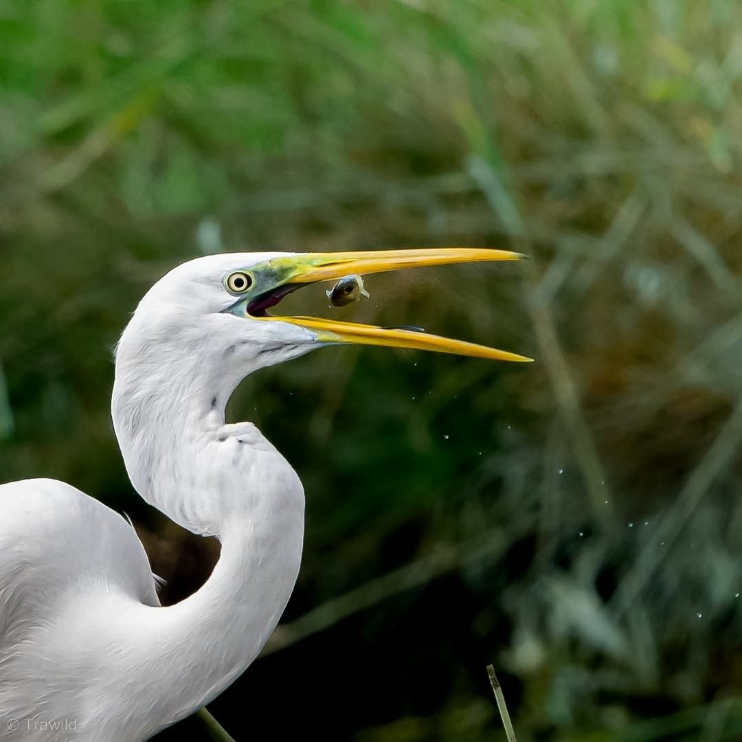Great Egret