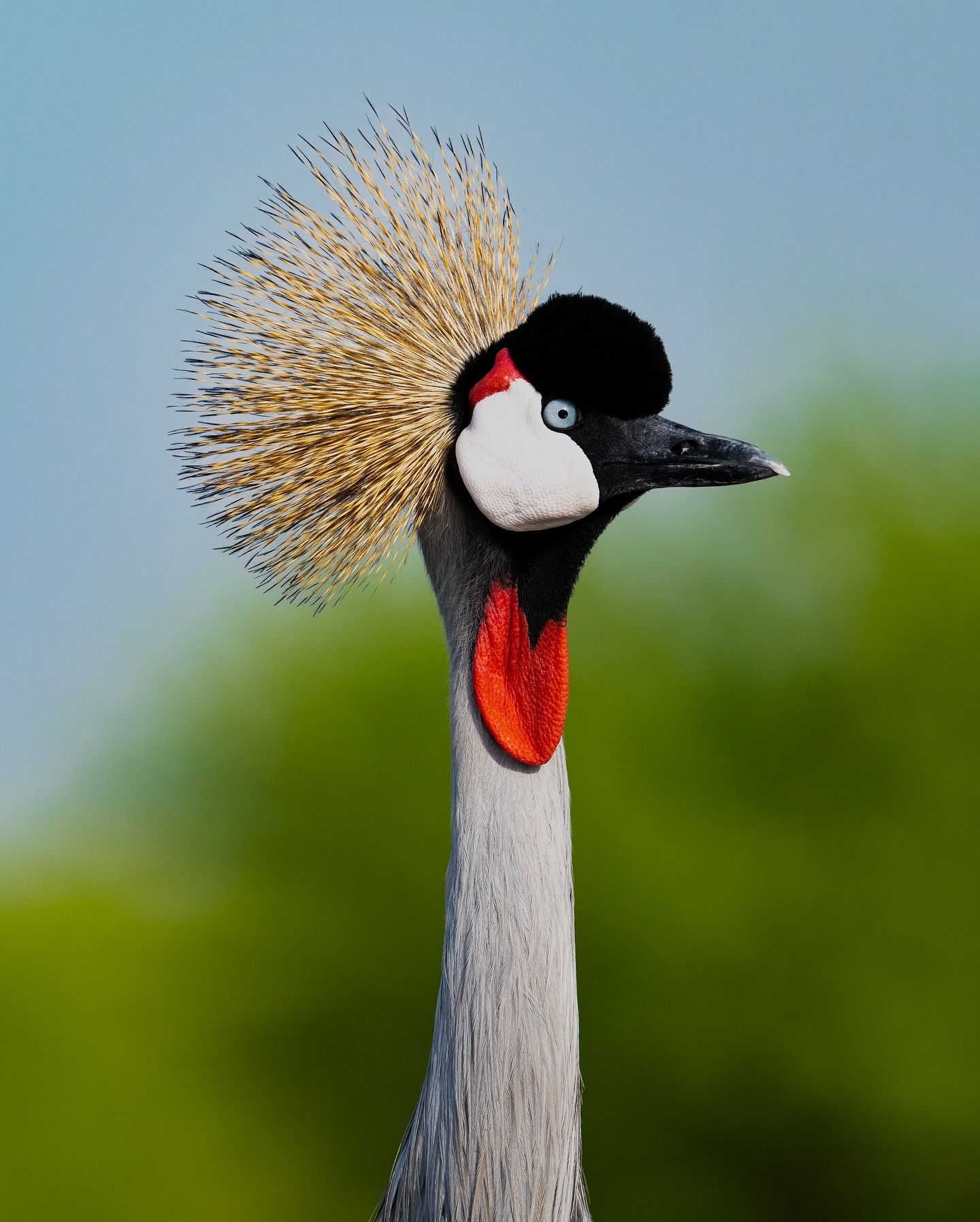 Gray Crowned Crane